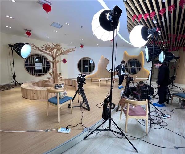 宠物连线互联直播活动